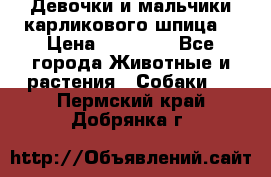 Девочки и мальчики карликового шпица  › Цена ­ 20 000 - Все города Животные и растения » Собаки   . Пермский край,Добрянка г.